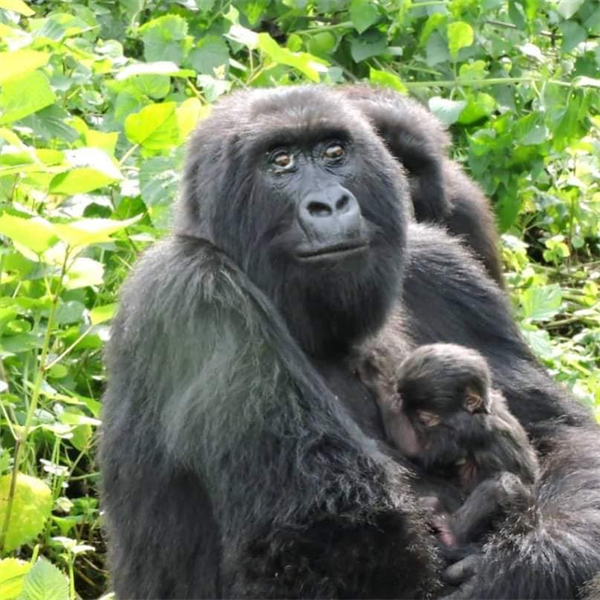 RDC : Deux nouvelles naissances des gorilles enregistrées dans le Parc national des virunga.