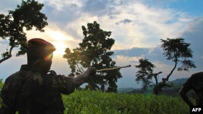 Nord-Kivu : L'armée annonce une opération de nettoyage du parc des Virunga.