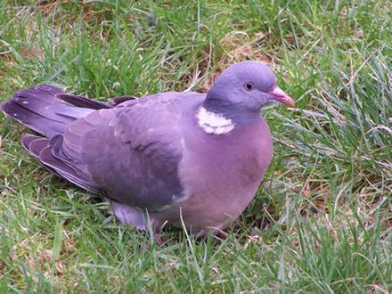 Web Site development